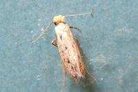 Anomalotinea liguriella
