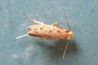 Anomalotinea liguriella