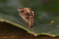 Coleophora kuehnella