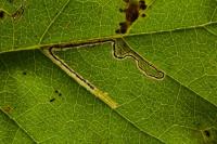 Stigmella betulicola