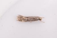 Elachista canapennella