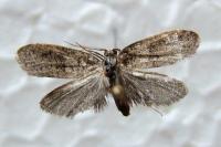 Penestoglossa dardoinella