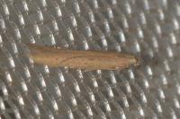 Batrachedra parvulipunctella