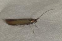 Coleophora