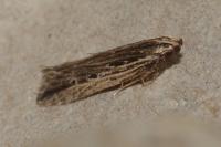 Monochroa palustrellus