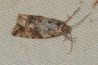 Celypha cespitana