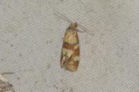 Aethes tesserana