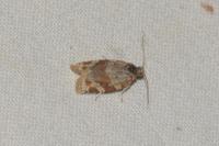 Argyrotaenia ljungiana