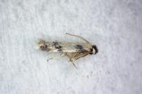 Etainia decentella