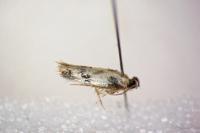 Etainia decentella