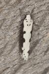 Ethmia bipunctella