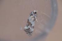 Neocochylis molliculana