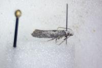 Paraswammerdamia albicapitella