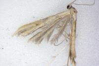 Emmelina monodactyla