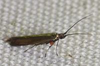 Coleophora