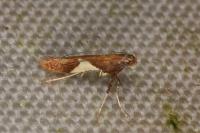 Caloptilia stigmatella
