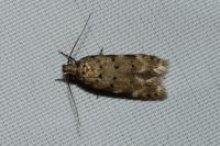 Pseudotelphusa paripunctella