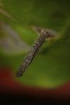 Coleophora saponariella