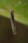 Coleophora saponariella