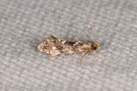 Nemapogon cloacellus