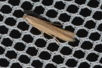 Batrachedra parvulipunctella