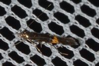 Cosmopterix zieglerella