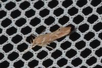 Pyroderces argyrogrammos