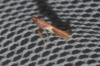 Caloptilia stigmatella