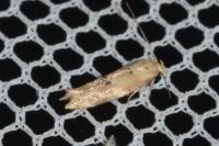 Mompha epilobiella