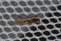 Monopis crocicapitella