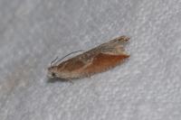 Ancylis diminutana