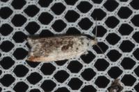 Ancylis laetana