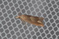 Eucosma conterminana