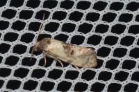 Neocochylis molliculana