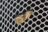 Phalonidia manniana
