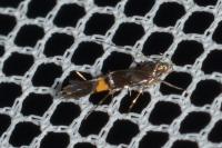 Cosmopterix zieglerella