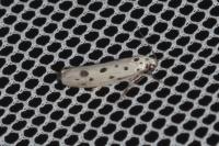 Ethmia dodecea