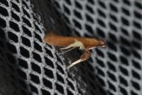 Caloptilia stigmatella