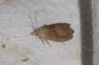 Dichrorampha simpliciana
