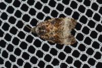 Endothenia gr. gentianaeana