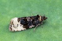 Hedya ochroleucana