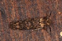 Ochsenheimeria taurella