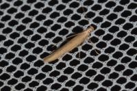 Batrachedra parvulipunctella
