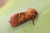 Triodia sylvina