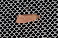 Celypha rosaceana