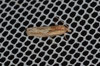 Eucosma gr. cana