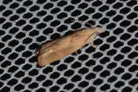 Eucosma conterminana