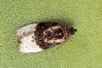 Apotomis betuletana