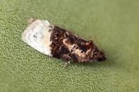 Apotomis betuletana