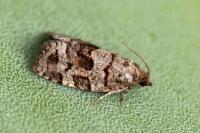 Dichelia histrionana
